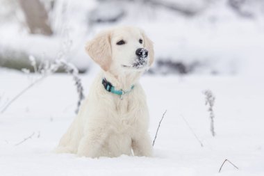 Karda bir Golden Retriever köpek yavrusu