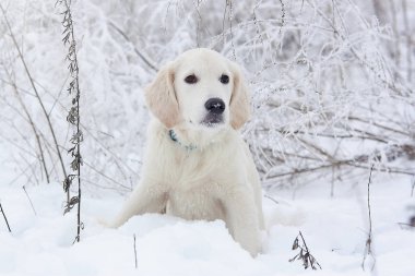 Karda bir Golden Retriever köpek yavrusu