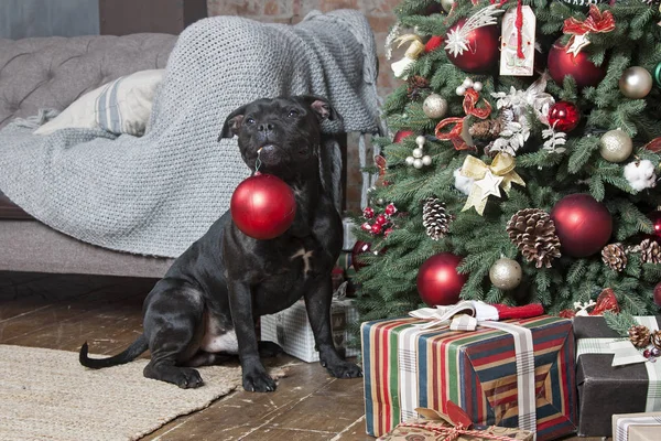 一只黑狗坐在圣诞树旁 嘴里衔着一个红色的圣诞球 — 图库照片
