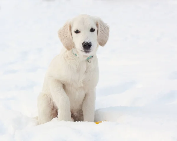 Karda bir Golden Retriever köpek yavrusu