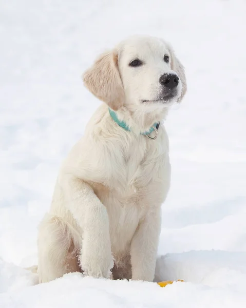 Karda bir Golden Retriever köpek yavrusu