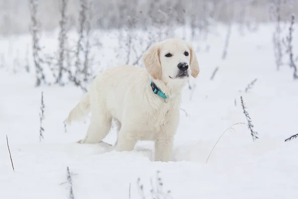 Golden Retriever Szczeniak Śniegu — Zdjęcie stockowe