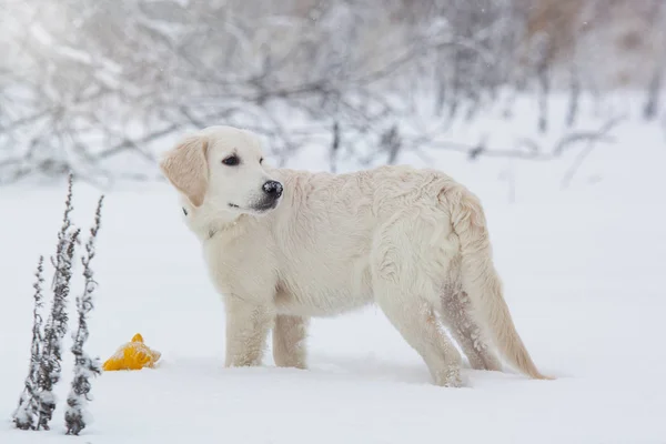 Karda bir Golden Retriever köpek yavrusu