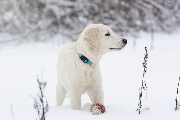 Golden Retriever Puppy Snow — Stock Photo, Image