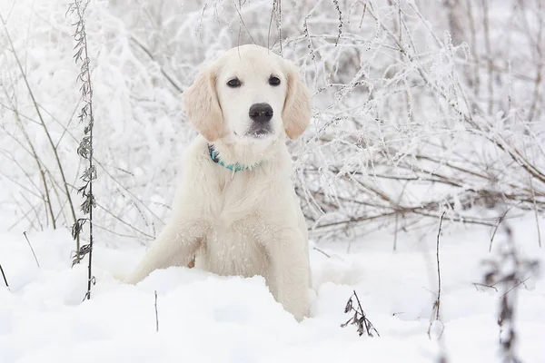 Karda bir Golden Retriever köpek yavrusu