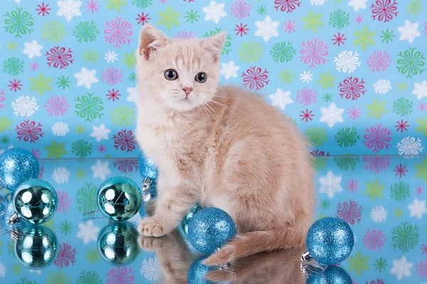 苏格兰折叠小猫和圣诞玩具 — 图库照片