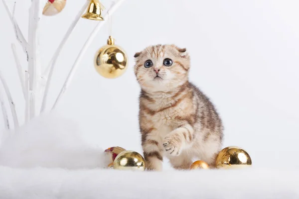 小猫玩圣诞玩具 — 图库照片