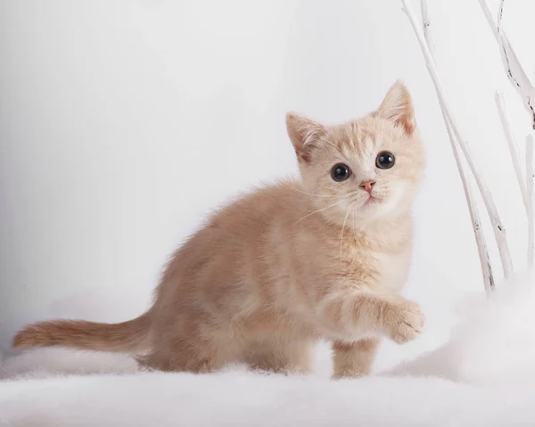 Kitten Playing Christmas Toys — Stock Photo, Image