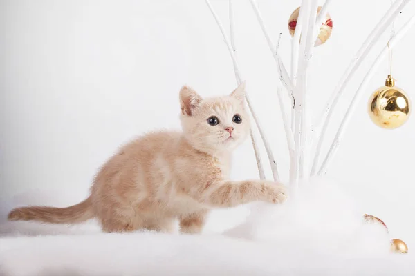 Noel oyuncaklar oynayan yavru kedi