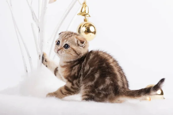 Noel oyuncaklar oynayan yavru kedi