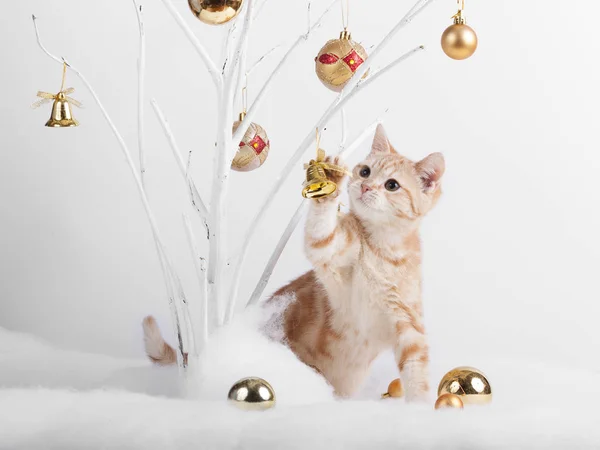 크리스마스 장난감에서 고양이 — 스톡 사진