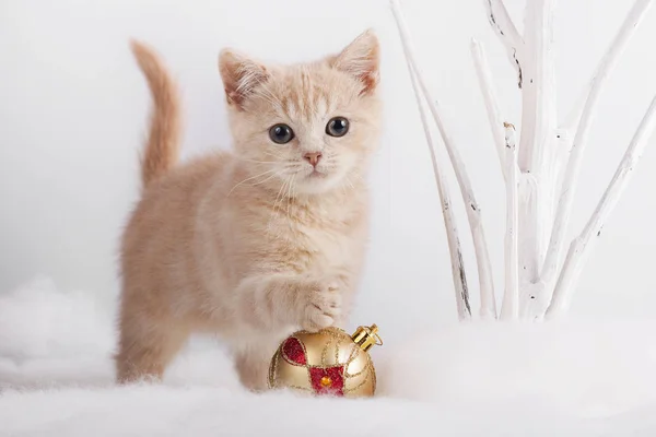 Kitten Playing Christmas Toys — Stock Photo, Image