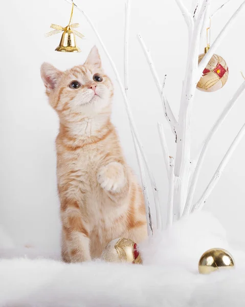 Noel oyuncaklar oynayan yavru kedi