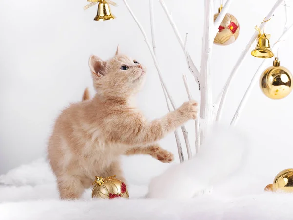 크리스마스 장난감에서 고양이 — 스톡 사진
