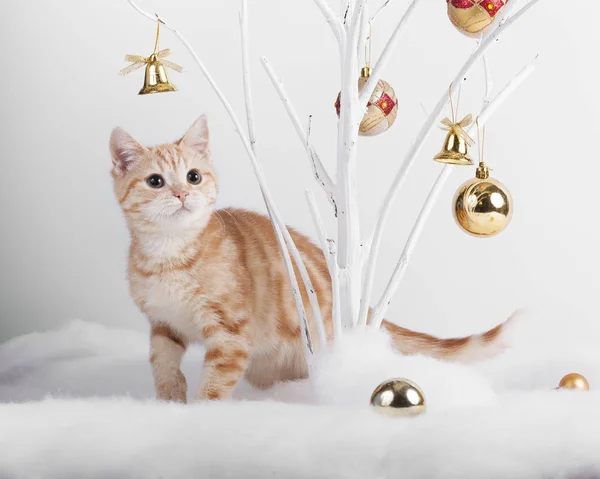 크리스마스 장난감에서 고양이 스톡 사진