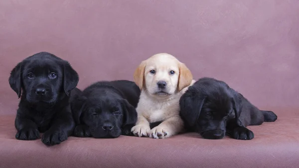 Labrador Retriever yavruları kahverengi zemin üzerine yalan söylüyorsun