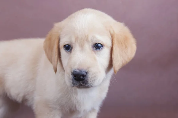 Kahverengi bir arka plan üzerinde köpek yavrusu Labrador geri almak