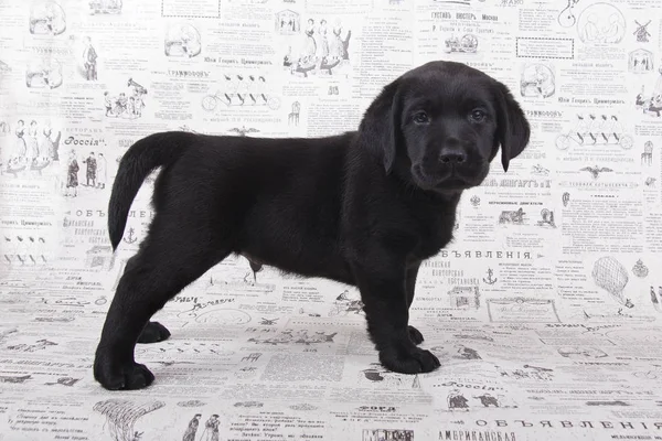 Yerde köpek yavrusu Labrador geri almak