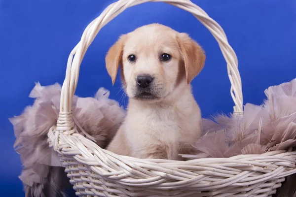 sepet içinde Labrador yavrusu