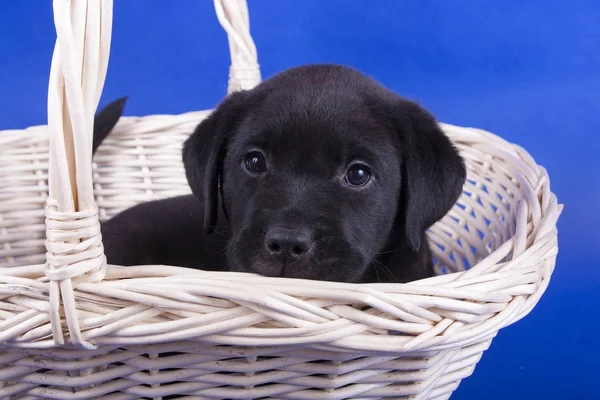 sepet içinde Labrador yavrusu
