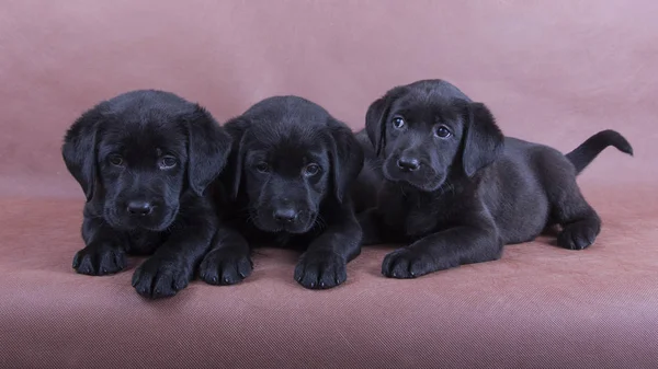 Labrador Retriever Yavruları Kahverengi Zemin Üzerine Yalan Söylüyorsun Stok Fotoğraf