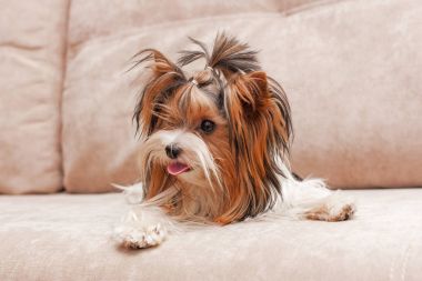Yorkshire Terrier koltukta yalan