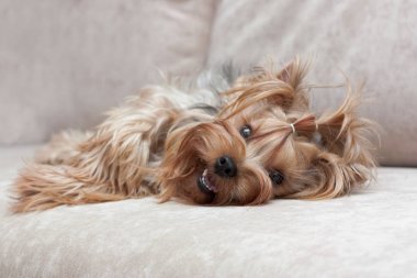 Yorkshire Terrier koltukta yalan