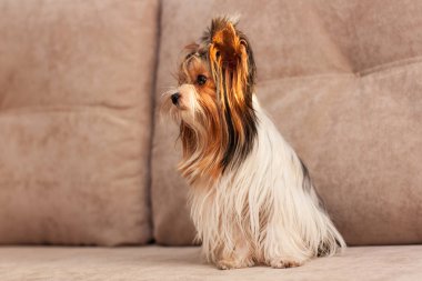 kanepede oturan Yorkshire korkunç