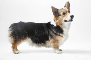 Köpek Pembroke Welsh Corgi beyaz bir arka plan üzerinde duruyor