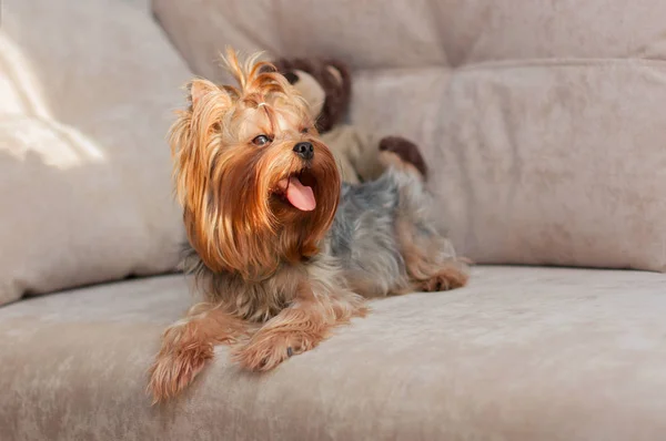 Yorkshire Terrier koltukta yalan