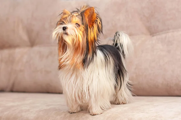 Yorkshire Terrier Steht Auf Dem Sofa — Stockfoto