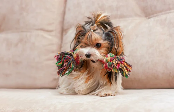 Een Hond Met Een Speeltje Tanden — Stockfoto