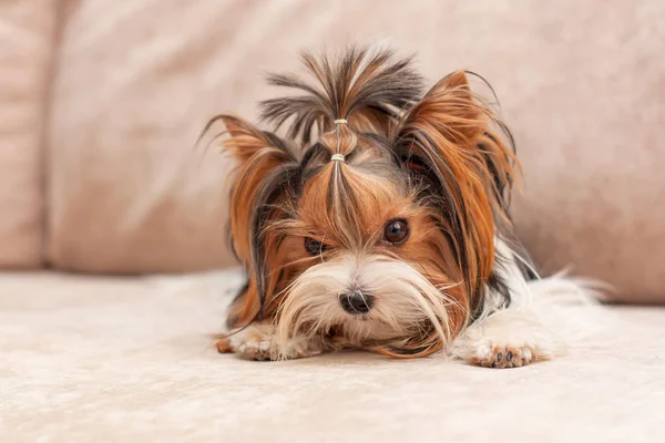 Yorkshire Terrier Liggend Bank — Stockfoto