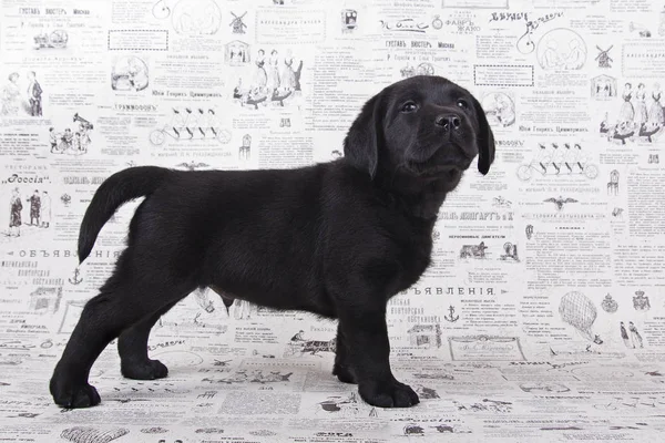 Yerde köpek yavrusu Labrador geri almak