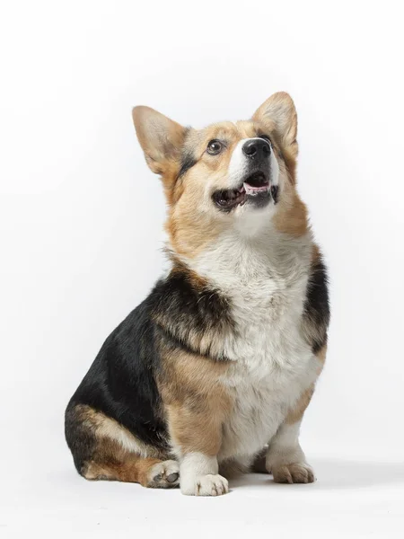 Cão Galês Corgi Senta Fundo Branco — Fotografia de Stock