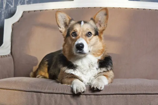 Köpek kanepede yatıyor