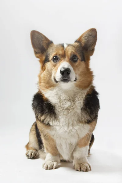 Cão Galês Corgi Senta Fundo Branco Imagens Royalty-Free