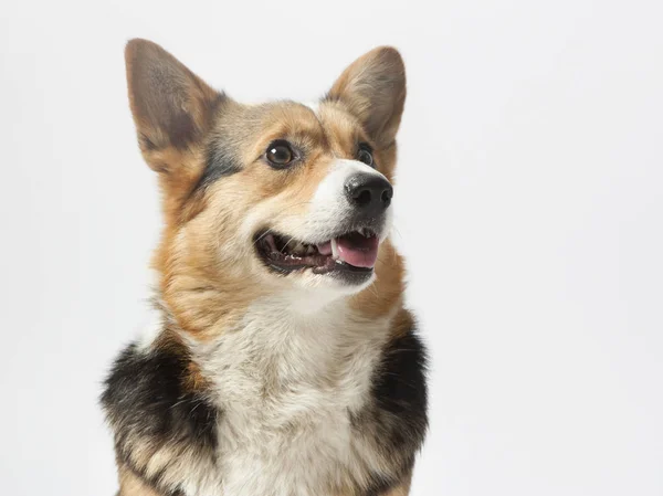 白い背景の上に座っている犬ウェルシュ コーギー ロイヤリティフリーのストック写真