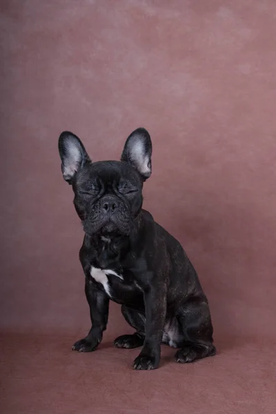 Fransız buldozer kahverengi bir arka plan üzerinde uyuyor