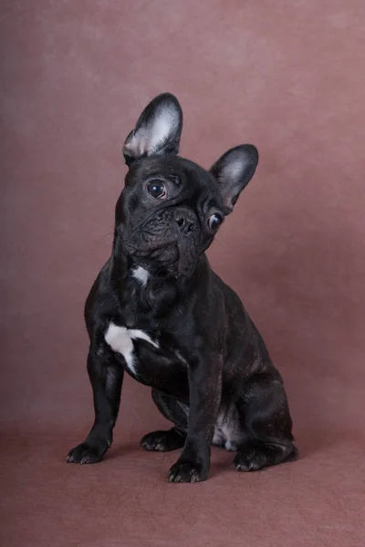 Bulldog Francés Sienta Sobre Fondo Marrón Fotos De Stock