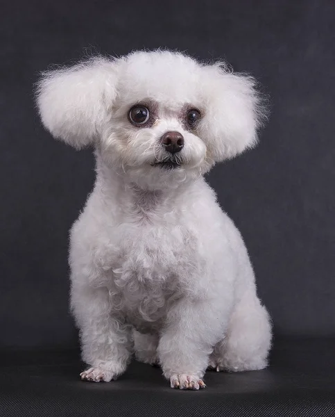 Köpek bir siyah arka plan üzerine oturan beyaz