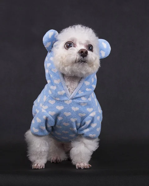 Siyah bir zemin üzerine beyaz postunda oturan köpek