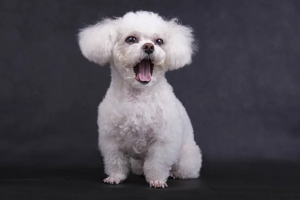 Der Bichon Frise Sitzt Und Gähnt — Stockfoto