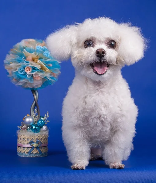 Bichon Frise bir ağaç ile mavi bir arka plan üzerinde oturur