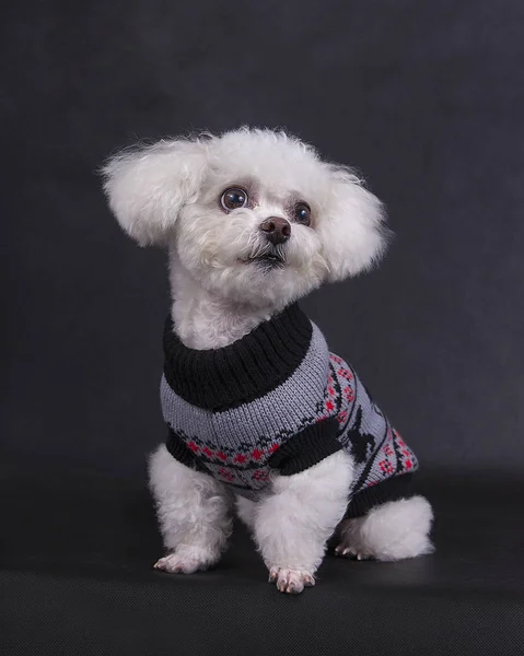 Perro Sentado Ropa Blanca Sobre Fondo Negro Imagen De Stock