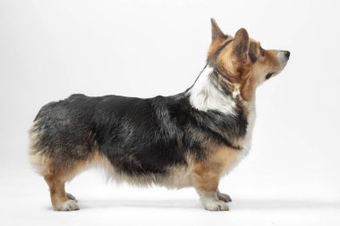 Pembroke Galce Corgi