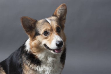 Gri zemin üzerine Galce Corgi