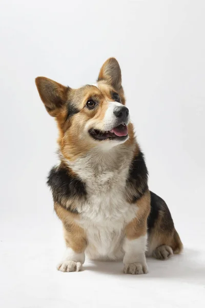 Pembroke Ουαλλέζικο Corgi — Φωτογραφία Αρχείου