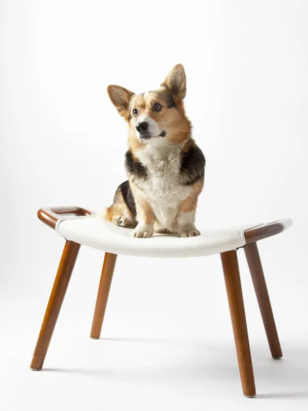 Pembroke Galce Corgi