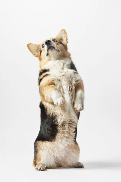 Pembroke Welsh Corgi Poggia Sulle Zampe Posteriori — Foto Stock